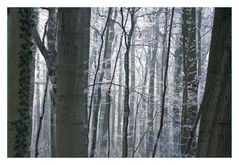 Winterwald 2