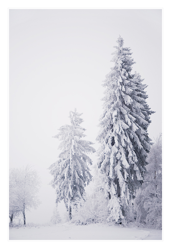 *Winterwald #2