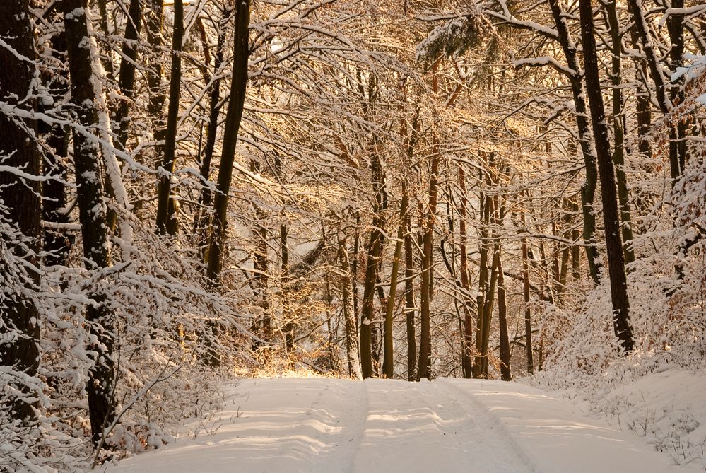 Winterwald 2