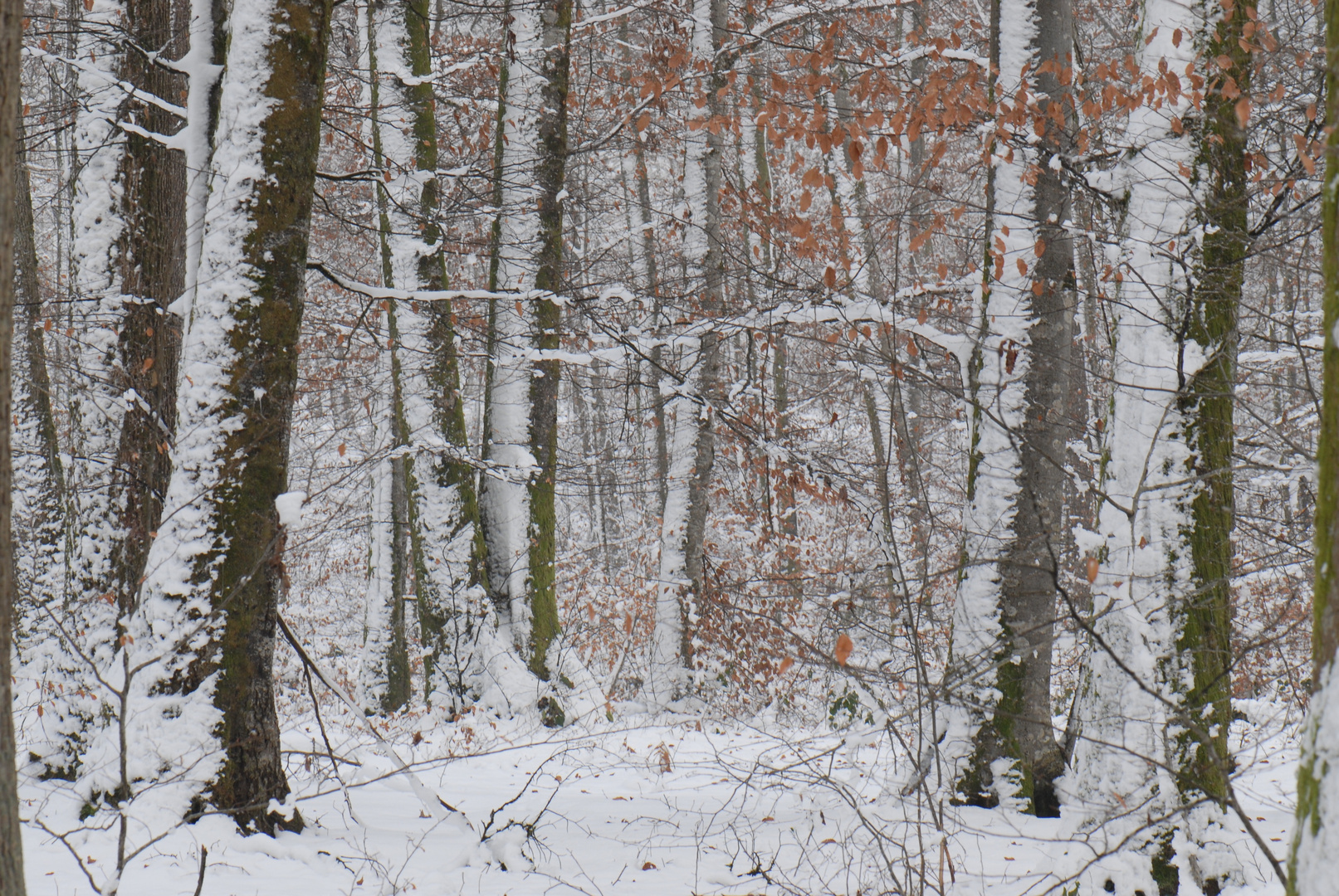 Winterwald 2