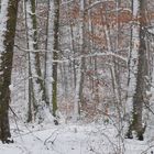 Winterwald 2