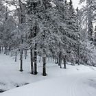 Winterwald 2