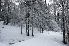 Winterwald 2