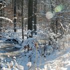 Winterwald 2