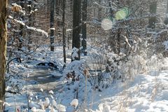 Winterwald 2