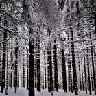 Winterwald 2 oder wenn man den Wald vor lauter Bäumen nicht sieht