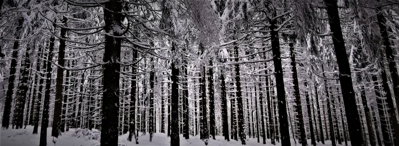 Winterwald 2 oder wenn man den Wald vor lauter Bäumen nicht sieht