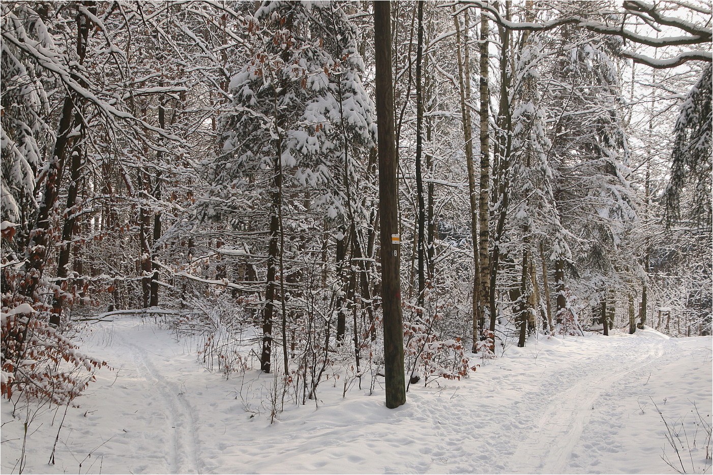 Winterwald 2017 (1)