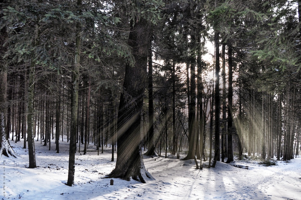 Winterwald