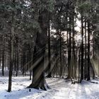 Winterwald