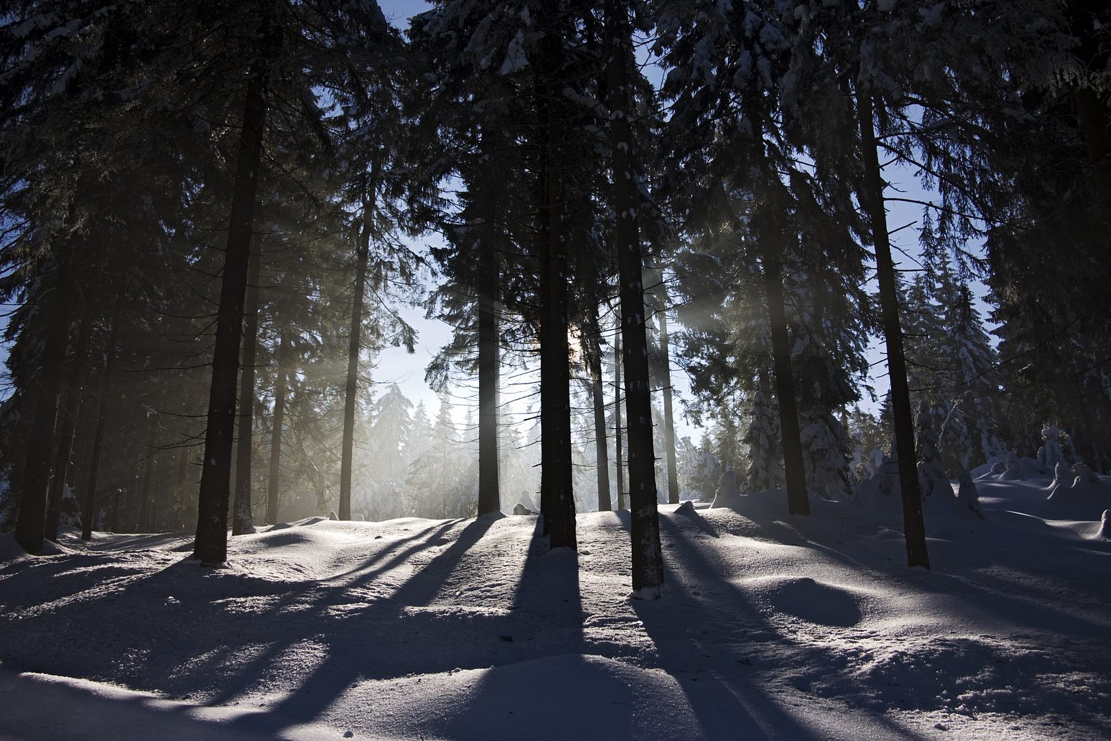 Winterwald