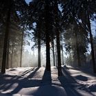 Winterwald