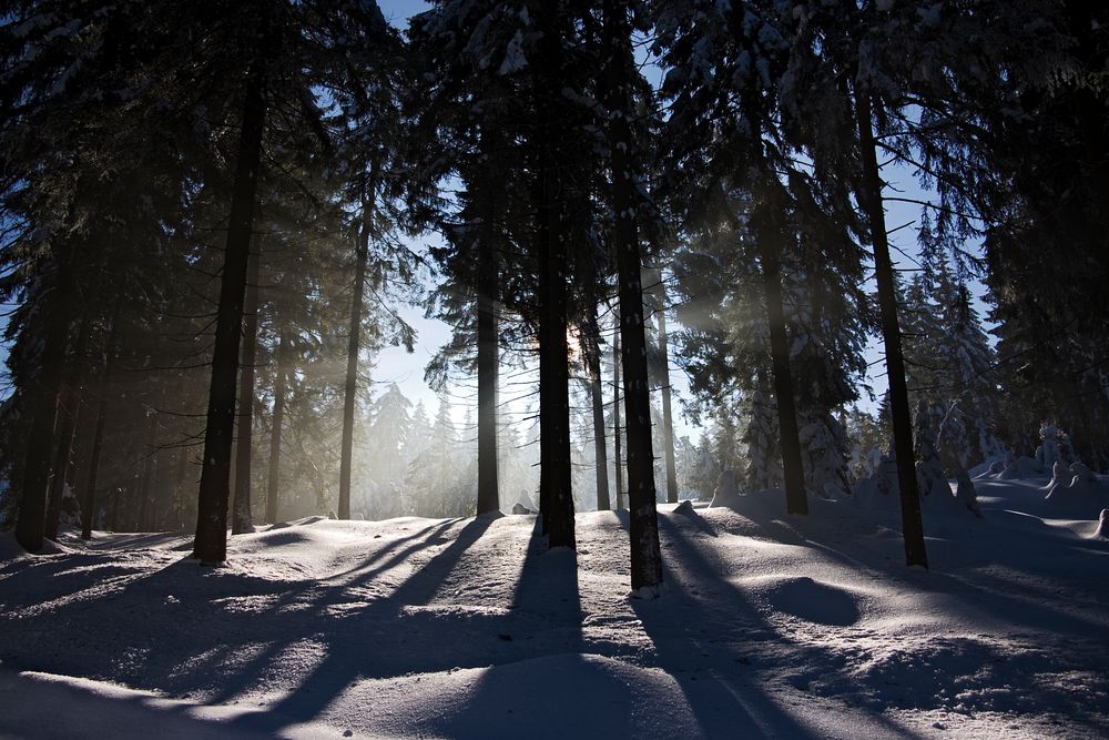 Winterwald