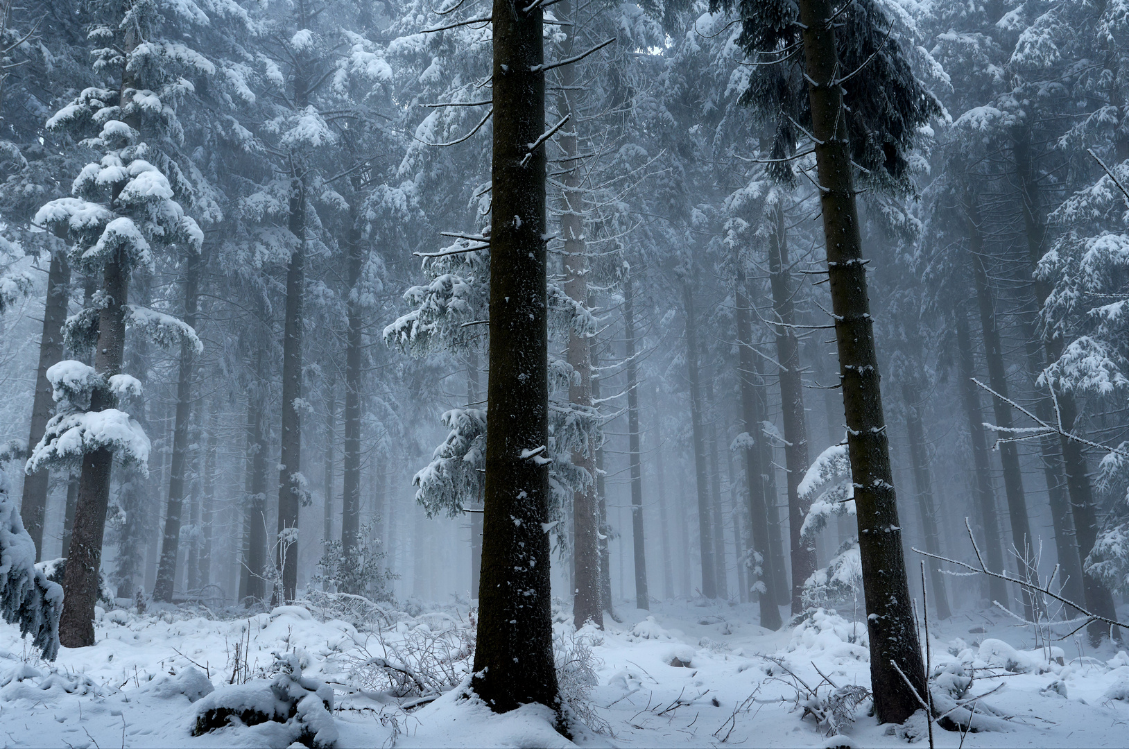 Winterwald