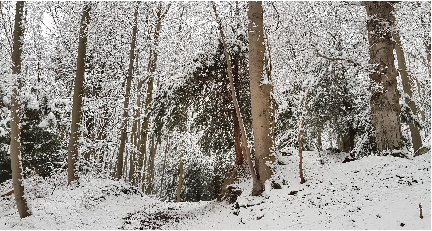 Winterwald