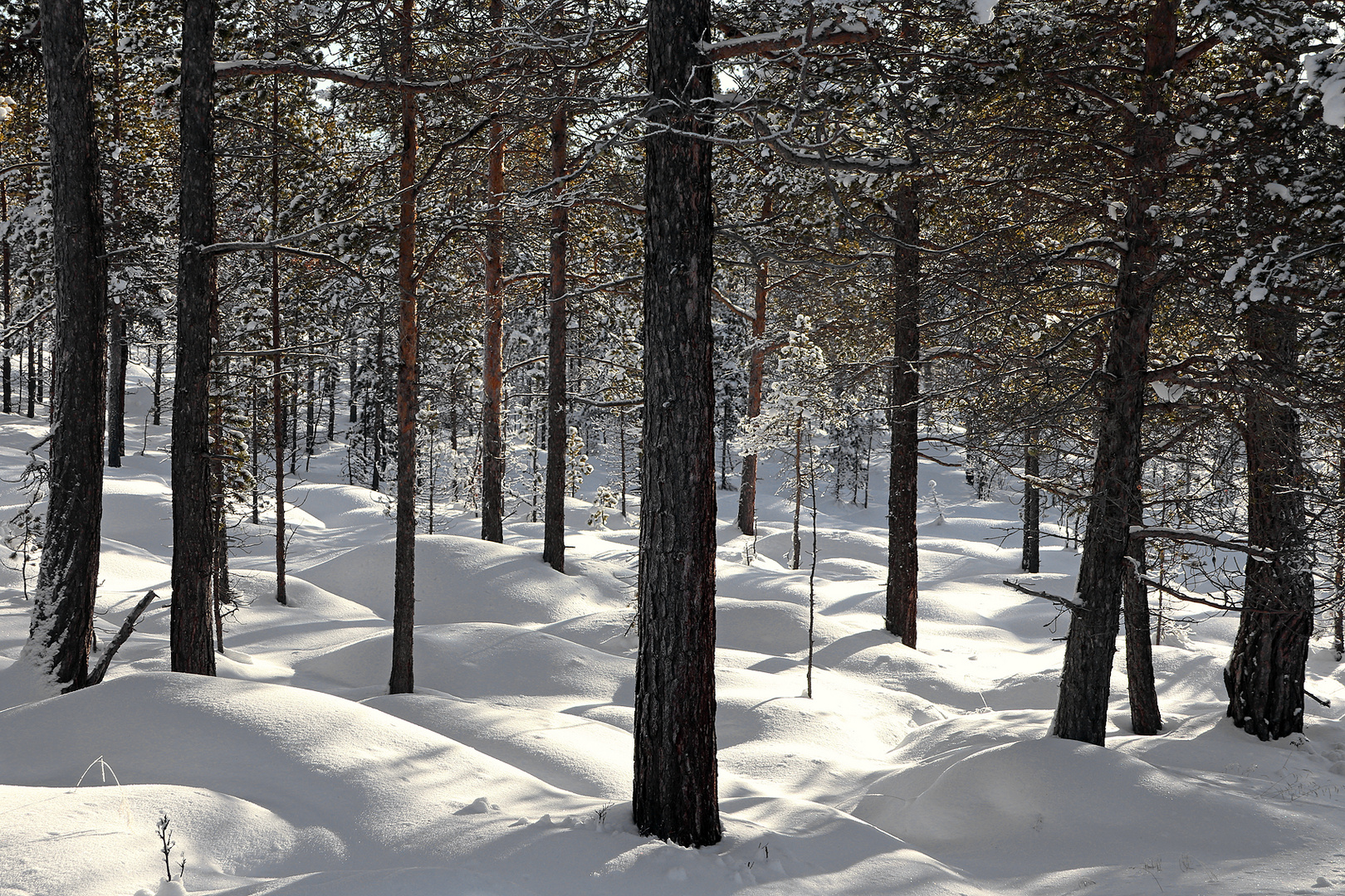 Winterwald....