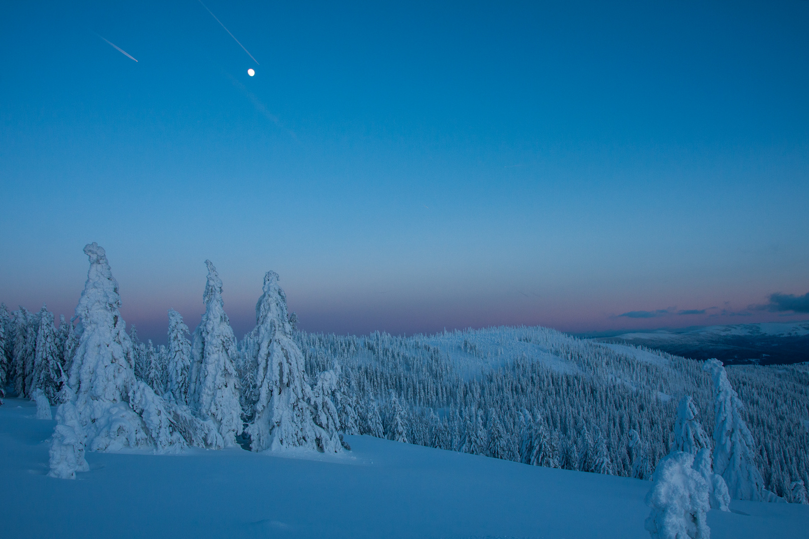 Winterwald