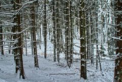 Winterwald 