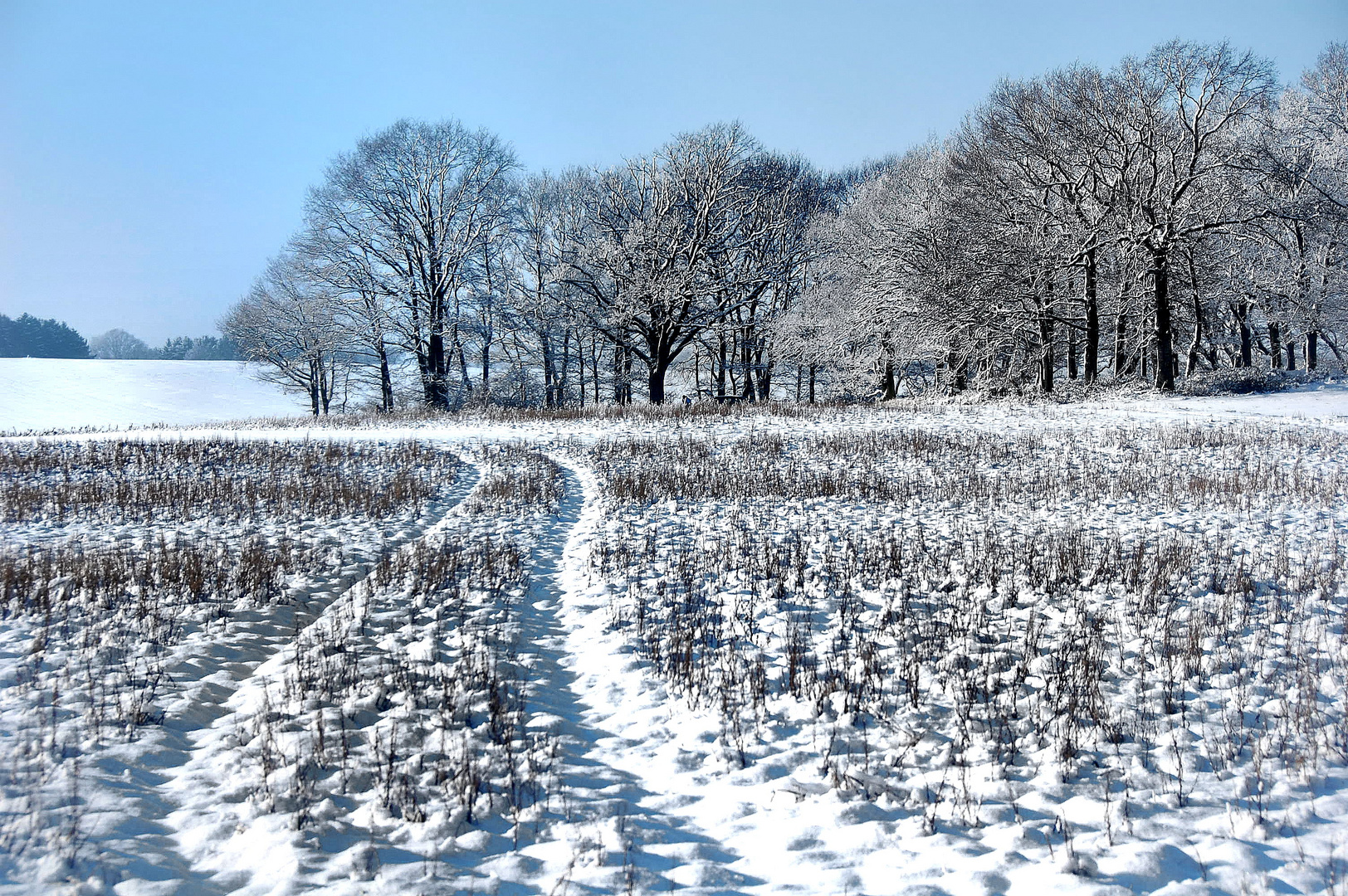 Winterwald