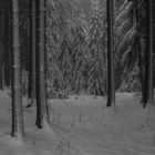 Winterwald