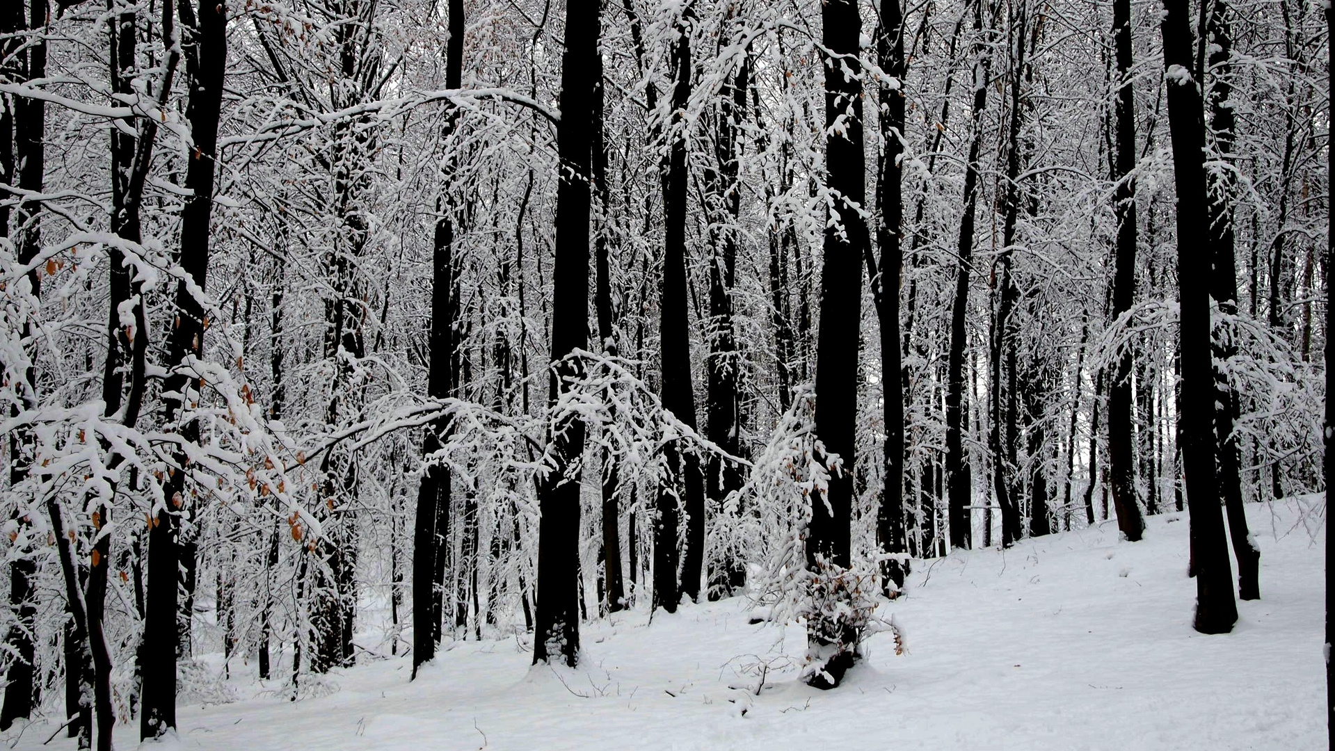 Winterwald