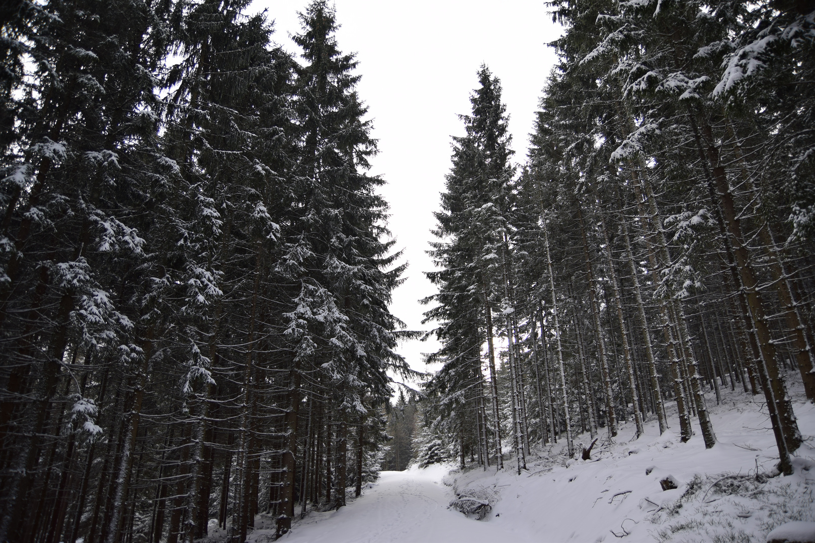 winterwald