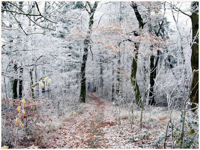 Winterwald