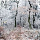 Winterwald