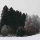 Winterwald