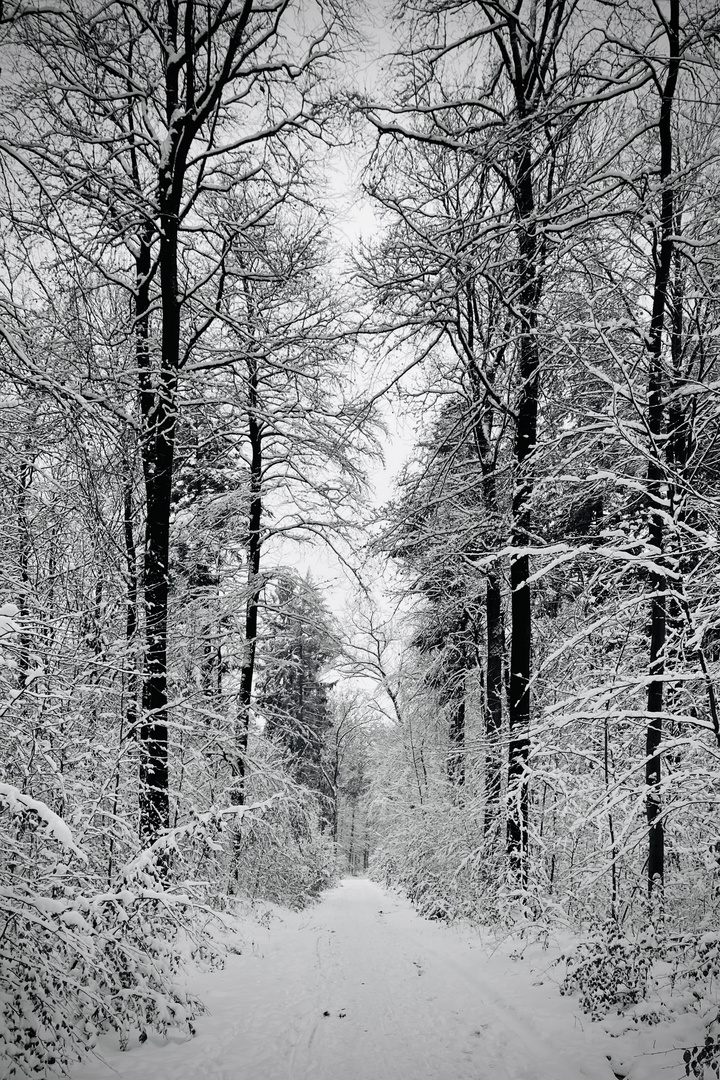 Winterwald