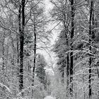 Winterwald