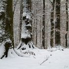 Winterwald