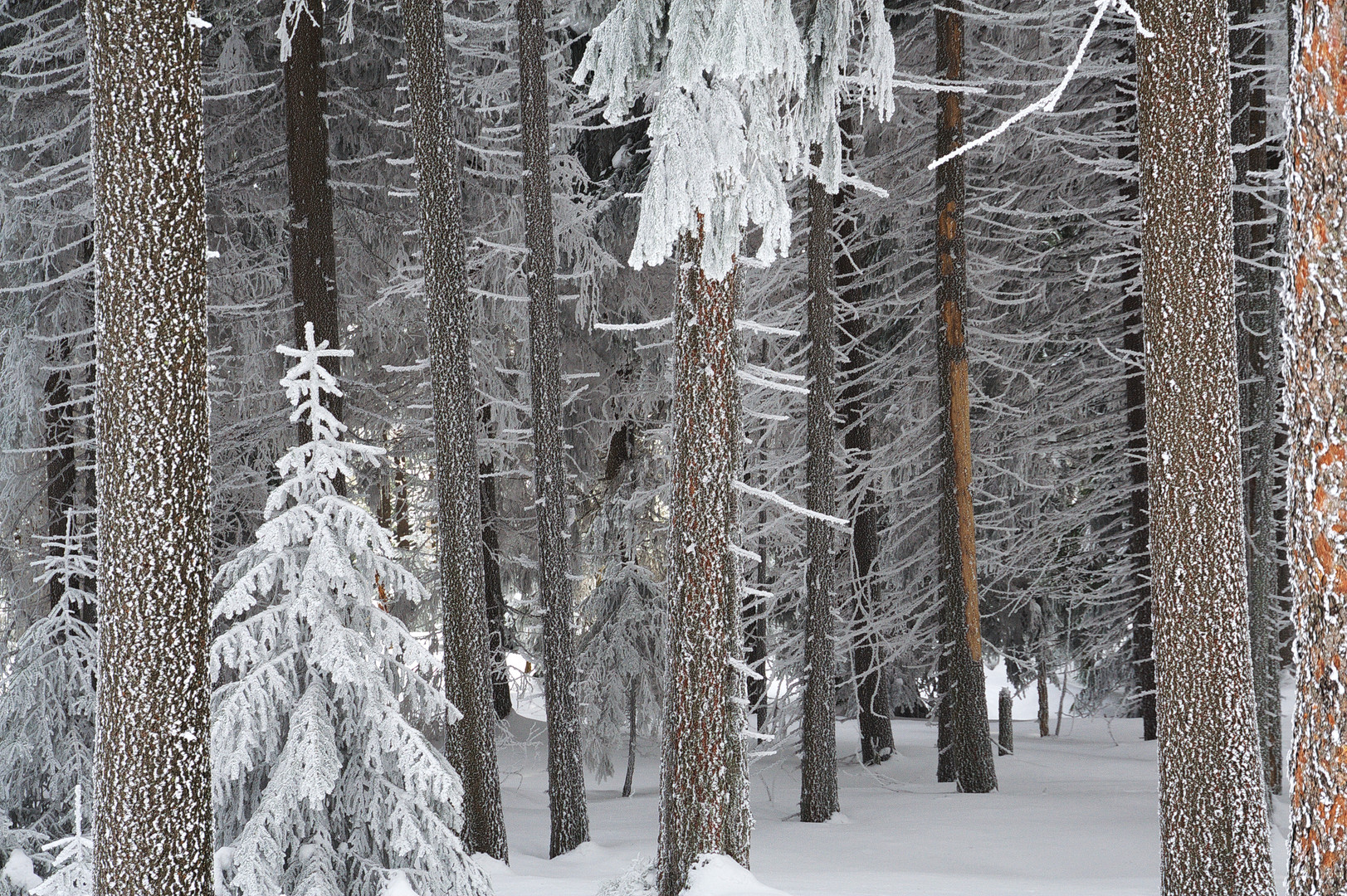 Winterwald