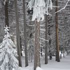 Winterwald