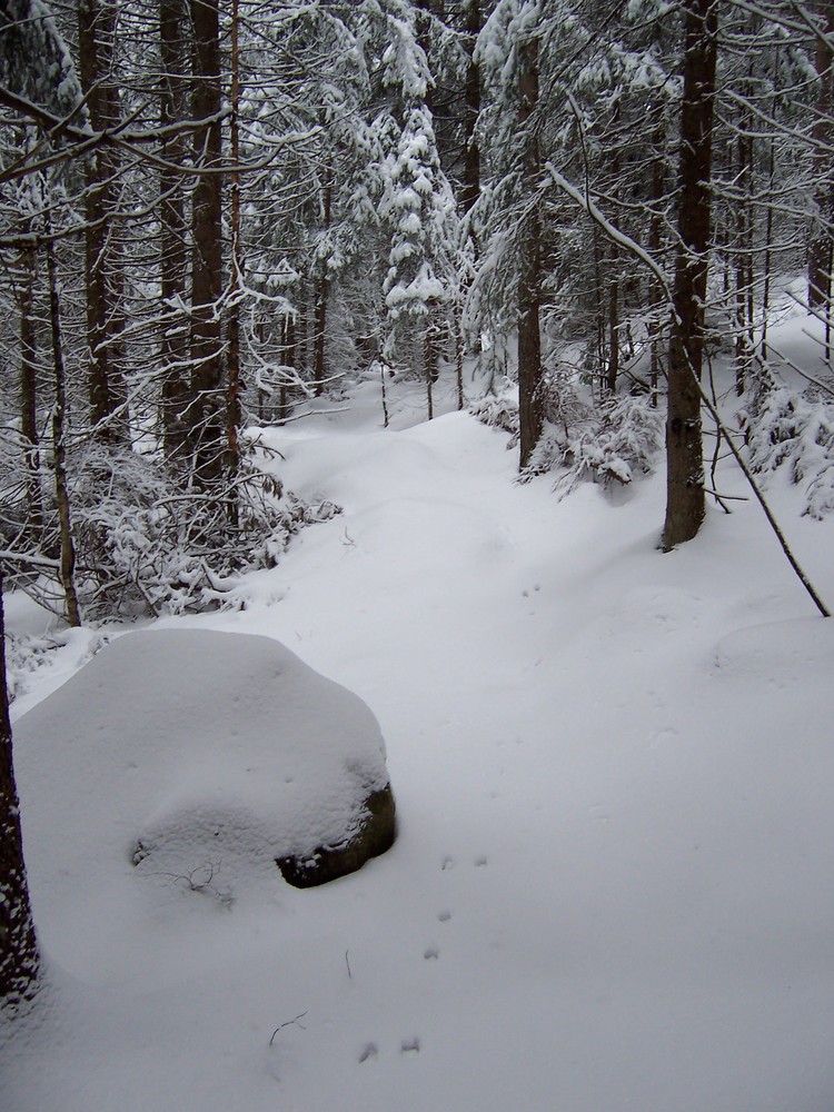 Winterwald