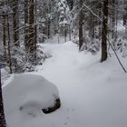 Winterwald