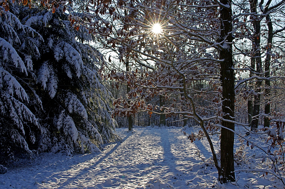 Winterwald 28.12.14