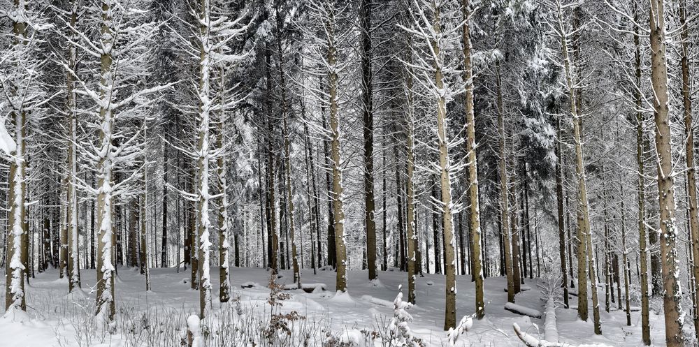 WinterWald