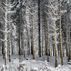 WinterWald