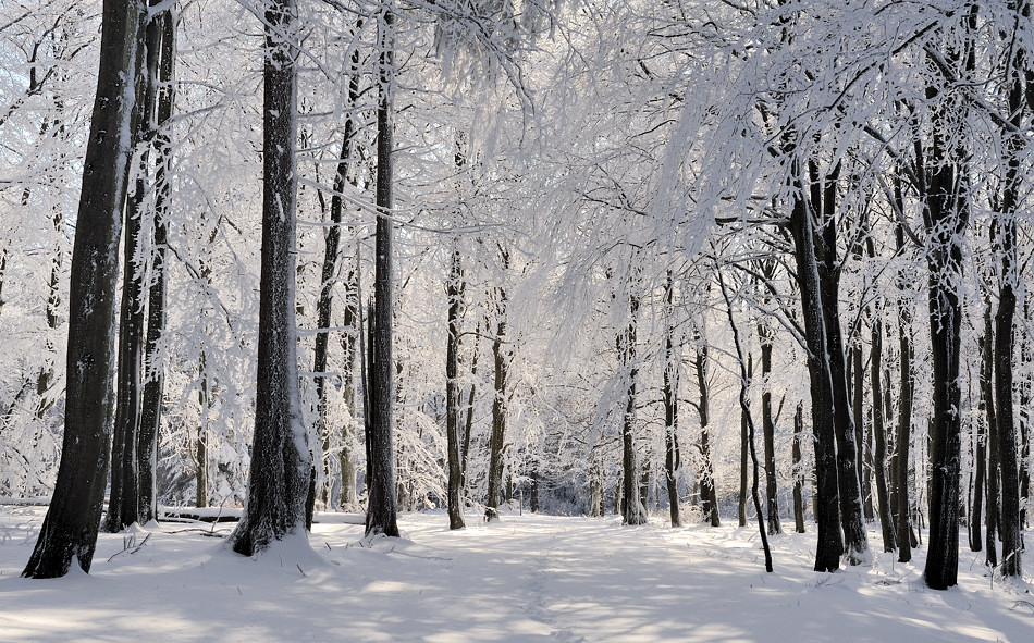 *Winterwald* Foto & Bild world, winter, schnee Bilder auf