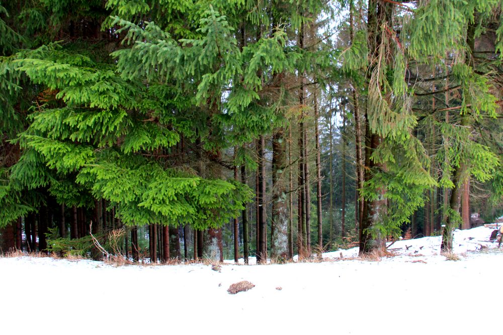 Winterwald