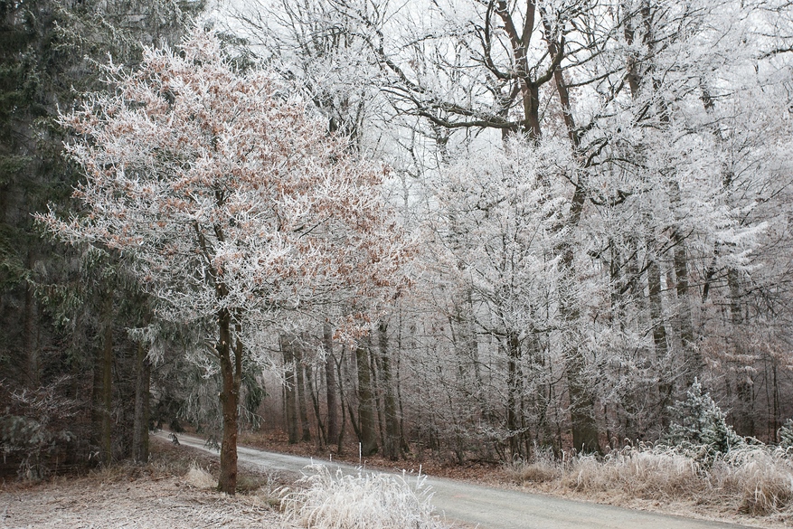 Winterwald