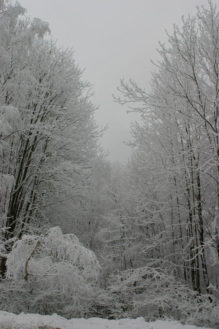 Winterwald