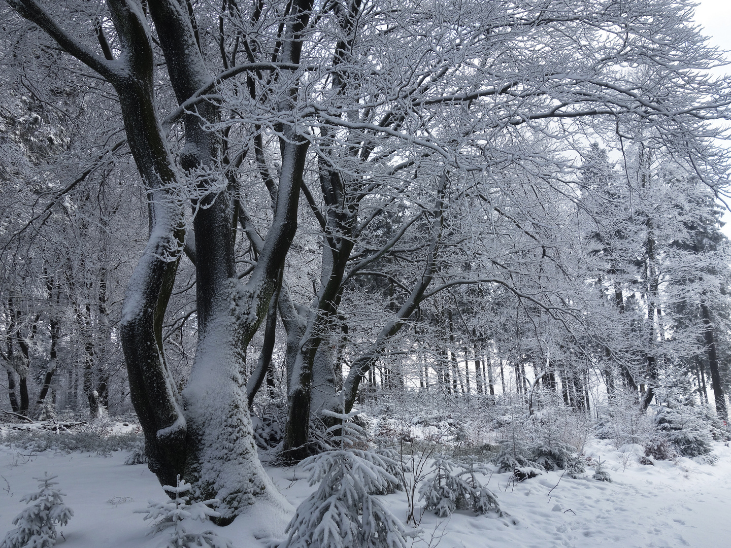 Winterwald