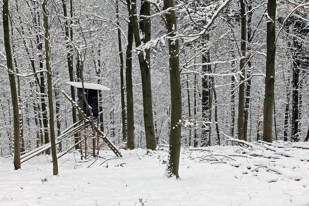 Winterwald