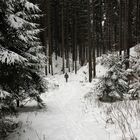 Winterwald