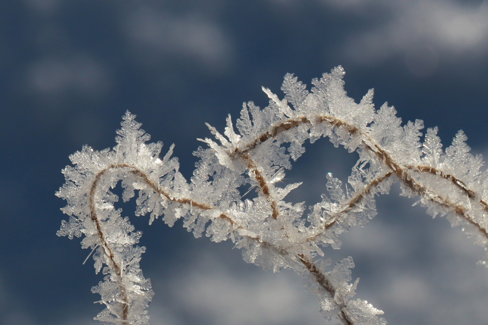 ... winterwald ...