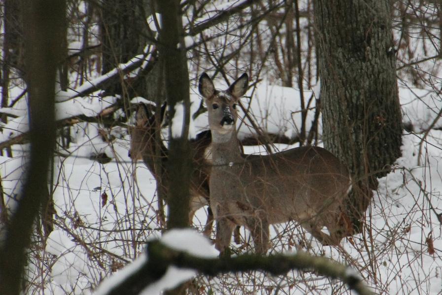 Winterwald