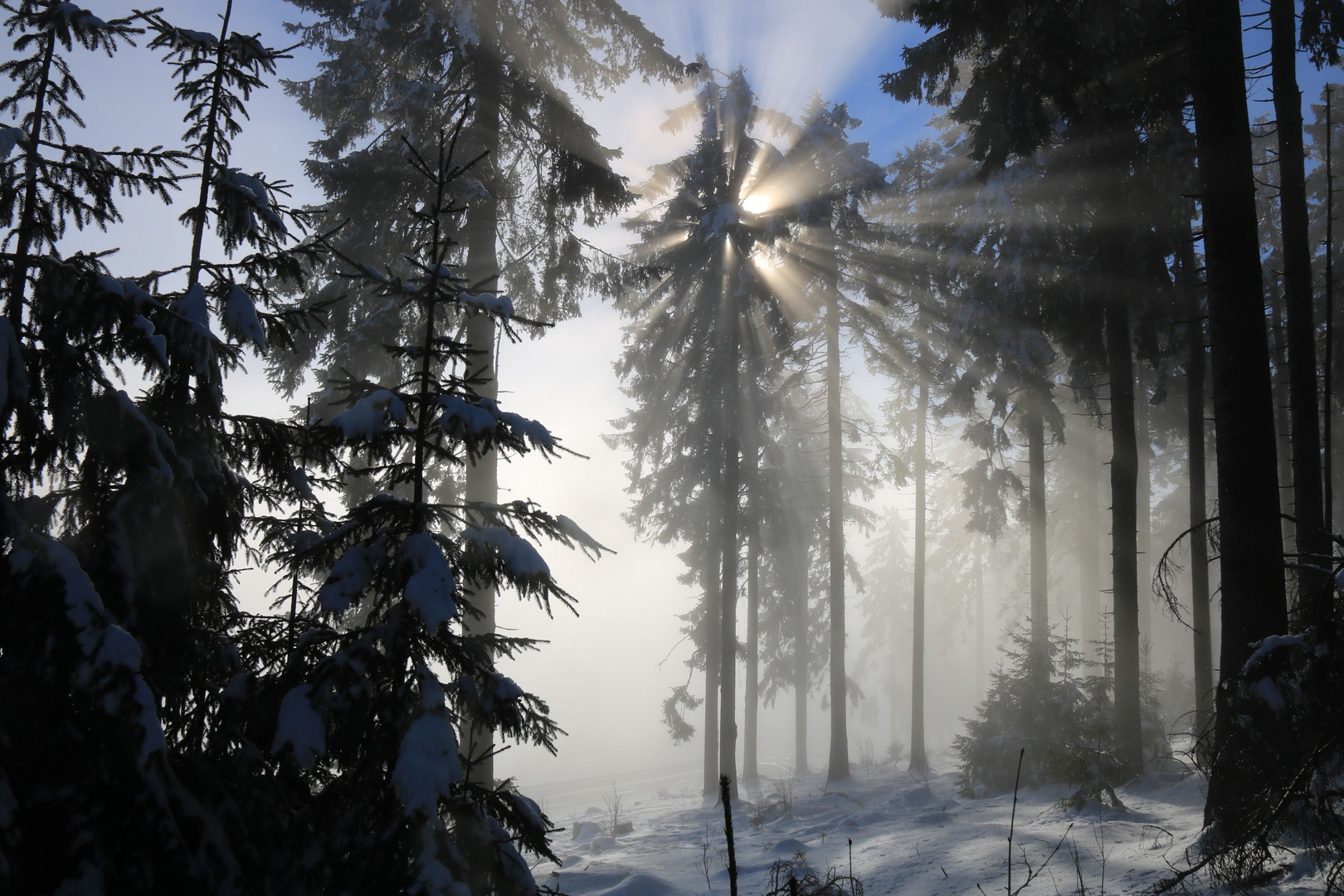 Winterwald 