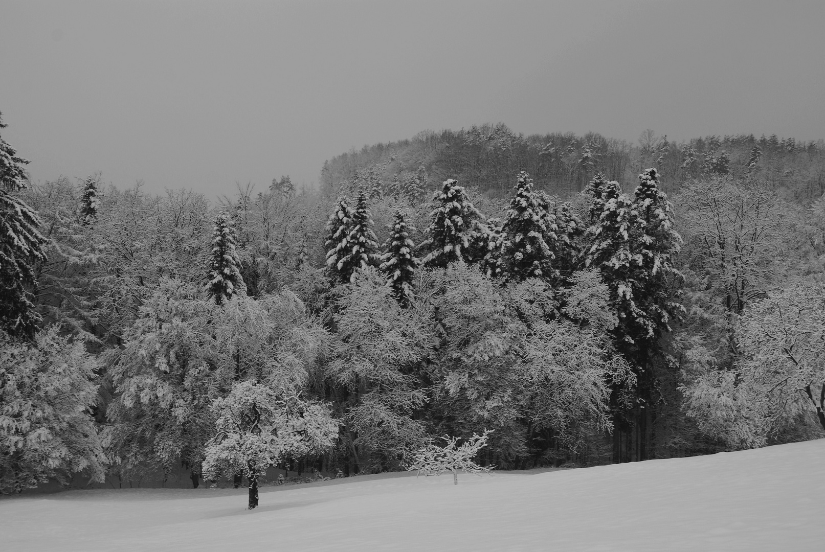 Winterwald